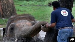A veterinarian from the Four Paws organization offers comfort to an elephant named Kaavan prior to his examination at the Maragzar Zoo in Islamabad, Pakistan, Sept. 4, 2020.