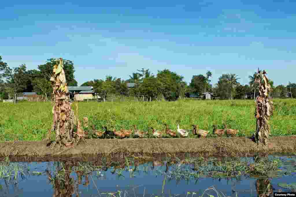 A line of ducks walk home along the banks of a flooded paddy field in northeast Thailand. (Photo taken by Matthew Richards/Thailand/VOA reader)