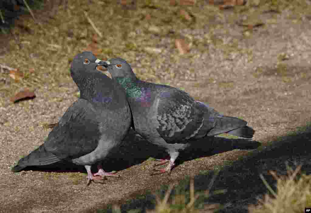 بوسه دو کبوتر در پارک هیبیا توکیو ژاپن