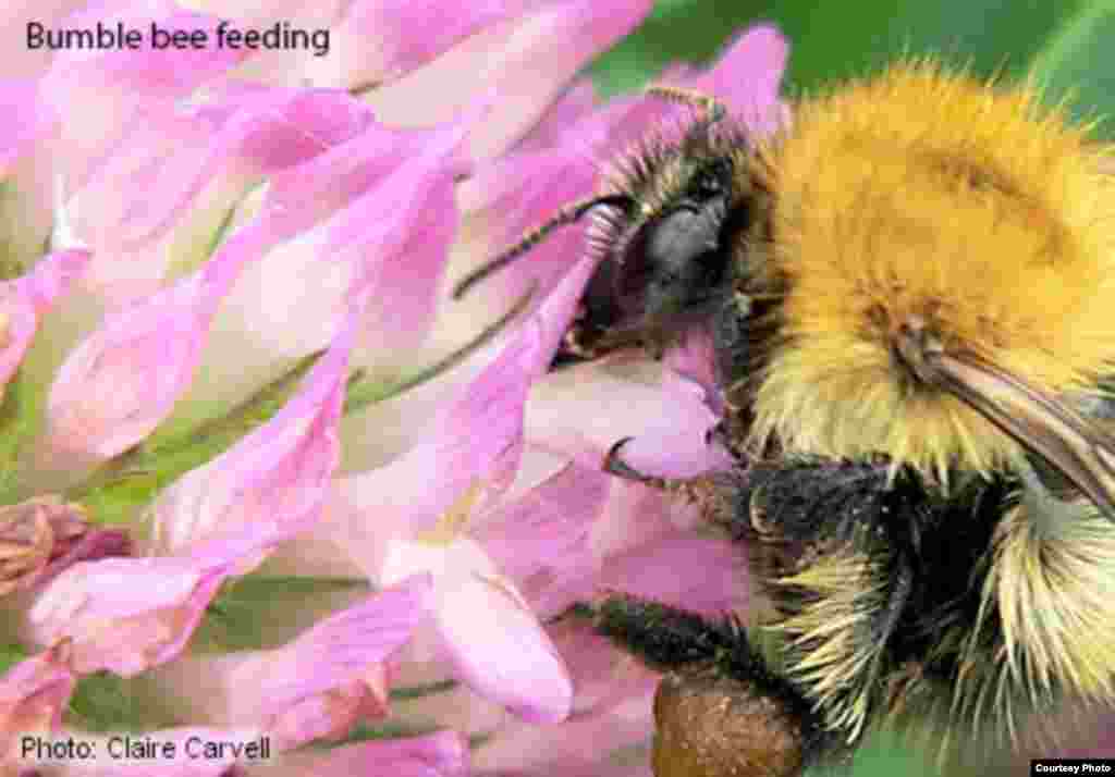 Certain bumble bee species and some solitary bee species are increasingly being domesticated and managed by humans to provide pollination services for agricultural crops like apples or strawberries. (Photo: Claire Carvell)