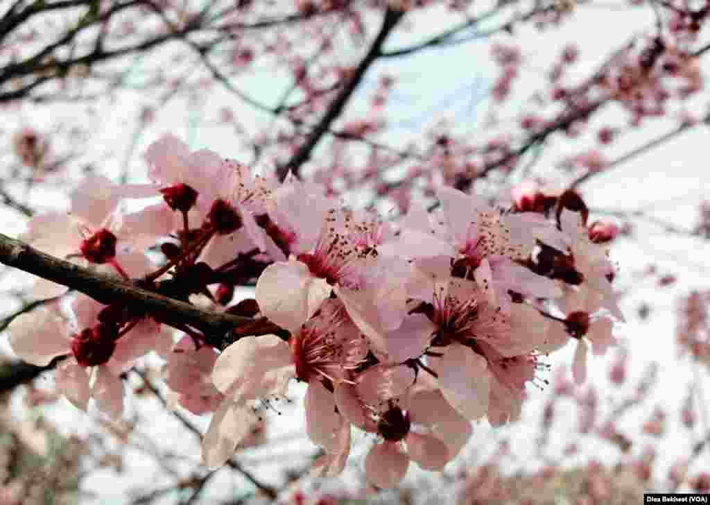 A cherry blossom in Washington, D.C. (Photo: Diaa Bekheet)