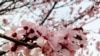 Washington’s Cherry Blossoms Expected to Bloom Early 