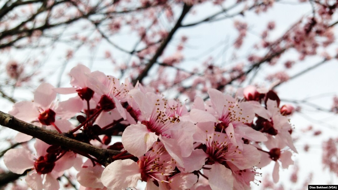 花冷え。開花宣言 Cherry Blossoms Are Blooming CD Cherry blossoms are blooming - EP by HANABIE. | Spotify