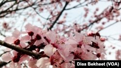 FILE - A cherry blossom in Washington, D.C. (Diaa Bekheet/VOA)
