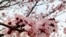 FILE - A cherry blossom in Washington, D.C. (Diaa Bekheet/VOA)