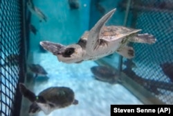 A Kemp's ridley sea turtle swims in a tank at a New England Aquarium marine animal rehabilitation facility in Quincy, Mass., Tuesday, Dec. 3, 2024. (AP Photo/Steven Senne)