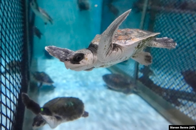 A Kemp's ridley sea turtle swims in a tank at a New England Aquarium marine animal rehabilitation facility in Quincy, Mass., Tuesday, Dec. 3, 2024. (AP Photo/Steven Senne)