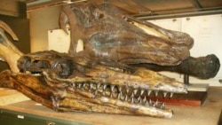 Dinosaur heads in a research room of the Smithsonian Museum of Natural History in Washington