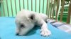 Two Rare White Lion Cubs Born in Animal Reserve in Southern Spain