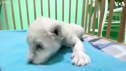 Two Rare White Lion Cubs Born in Animal Reserve in Southern Spain