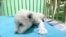 Two Rare White Lion Cubs Born in Animal Reserve in Southern Spain
