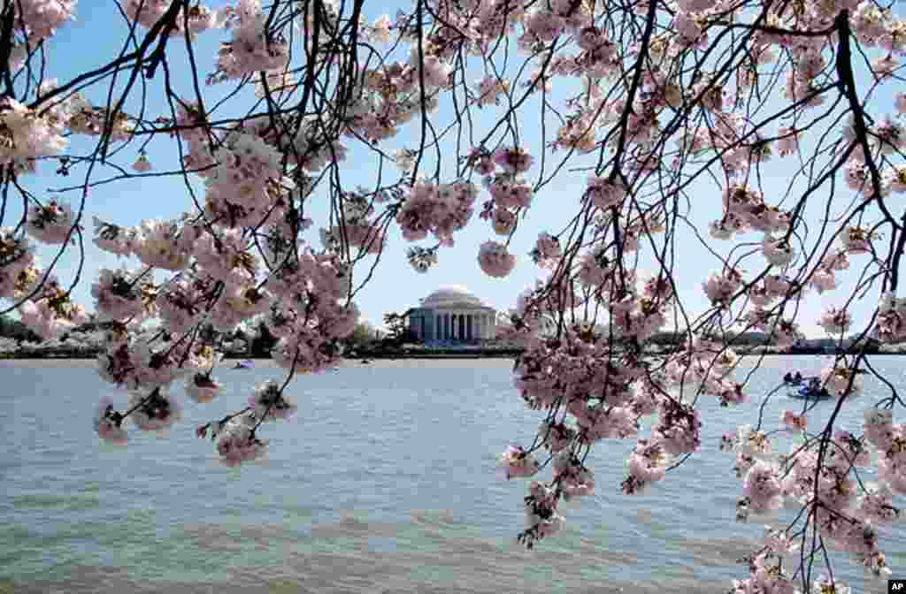 [워싱턴 D.C. 벚꽃 축제] 워싱턴의 봄