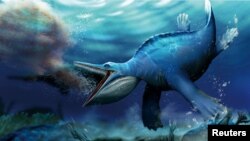 Artist's reconstruction shows the Triassic Period marine reptile Hupehsuchus nanchangensis, based on fossils unearthed in China's Hubei Province. (Shi Shunyi and Long Cheng/Handout via REUTERS)