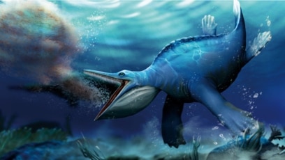 Sea Reptile Fossils Suggest It Was a Filter-feeder