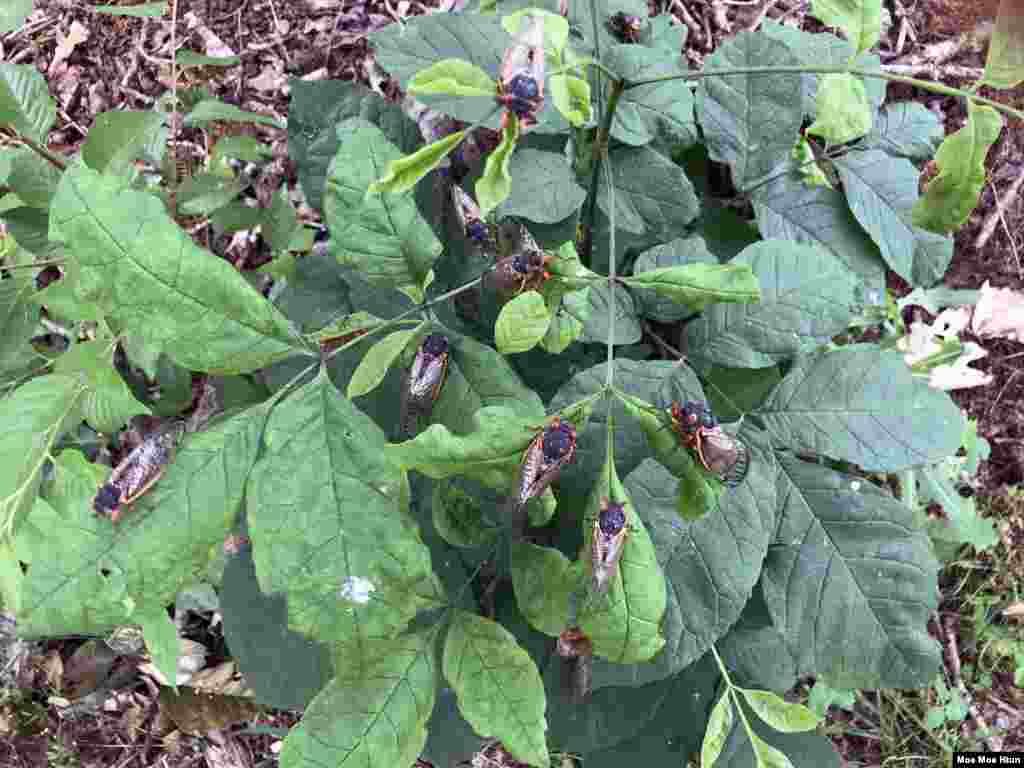 Adult Brood X cicadas are seen on a small plant in a residential area in Laurel, Maryland. Billions of cicadas have emerged from the ground in at least 15 U.S. states from the Midwest to the East Coast. (Photo: Moe Moe Htun)