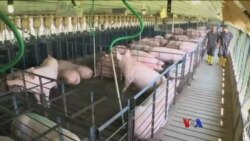 Smithfield ကုမ္မဏီနဲ့ တရုတ်ရင်းနှီးမြှုပ်နှံမှု