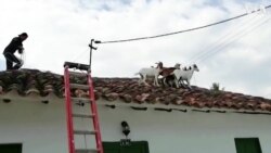 Firefighters Rescue Mischievous Goats 