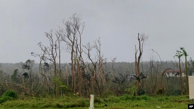 Trees stand stripped of leaves following Typhoon Mawar outside Hagatna, Guam, May 25, 2023.