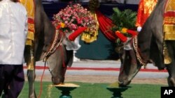 Royal oxens eat corn and green beans at the end of a royal plowing ceremony at provincial town of Takhmau, Cambodia, file photo. The ceremony marks the start of rice farming season. (AP Photo/Heng Sinith)