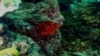 แนวปะการังยักษ์ในออสเตรเลีย Great Barrier Reef กำลังถูกคุกคามจากการพัฒนา