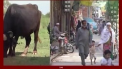 لویه پښتونخوا خپرونه په ټي وي