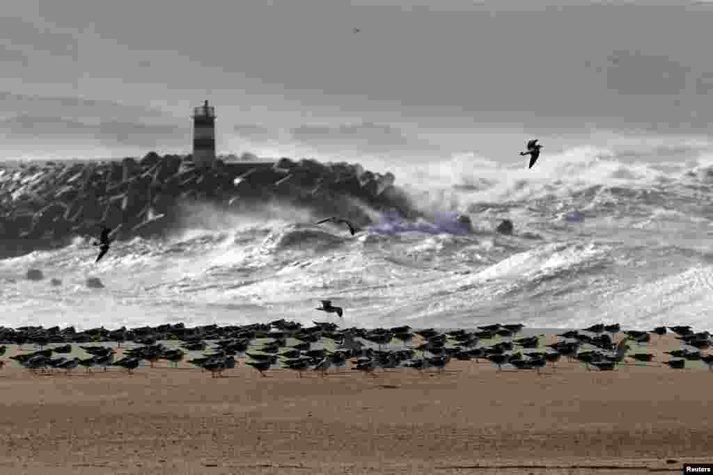 Seagulls fly over Nazare beach, Portugal.