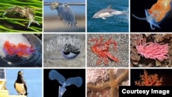 The photo shows a collection of species rarely or never seen in Northern California until the 2014-2016 marine heatwave. (Photo Courtesy: UC Davis/Roger Harshaw, Eric Sanford and Jacqueline Sones)