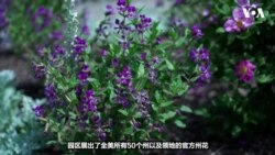美国国家植物园以每州一花庆祝美国250岁生日
