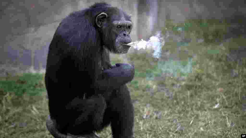 Azalea, a 19-year-old female chimpanzee whose Korean name is "Dallae," smokes a cigarette at the Central Zoo in Pyongyang, North Korea.