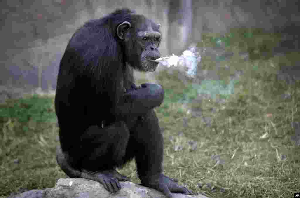 Azalea, a 19-year-old female chimpanzee whose Korean name is "Dallae," smokes a cigarette at the Central Zoo in Pyongyang, North Korea.