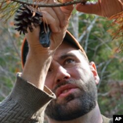 According to Tim MacWelch, many parts of the pine tree are edible, but the pine nuts, protected inside the pinecone, are too small on this particular tree to harvest. The needles, when steeped in hot water make a tea that is high in vitamin C.