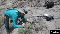FILE - University of Colorado Boulder Associate Professor Karen Chin excavates dinosaur coprolites at Grand Staircase-Escalante National Monument in Utah, May 10, 2013. A new study shows herbivorous dinosaurs also were eating crustaceans, likely seasonally.