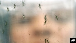 FILE - A researcher holds a container of female Aedes aegypti mosquitoes at the Biomedical Sciences Institute at Sao Paulo University in Brazil, Jan. 18, 2016.