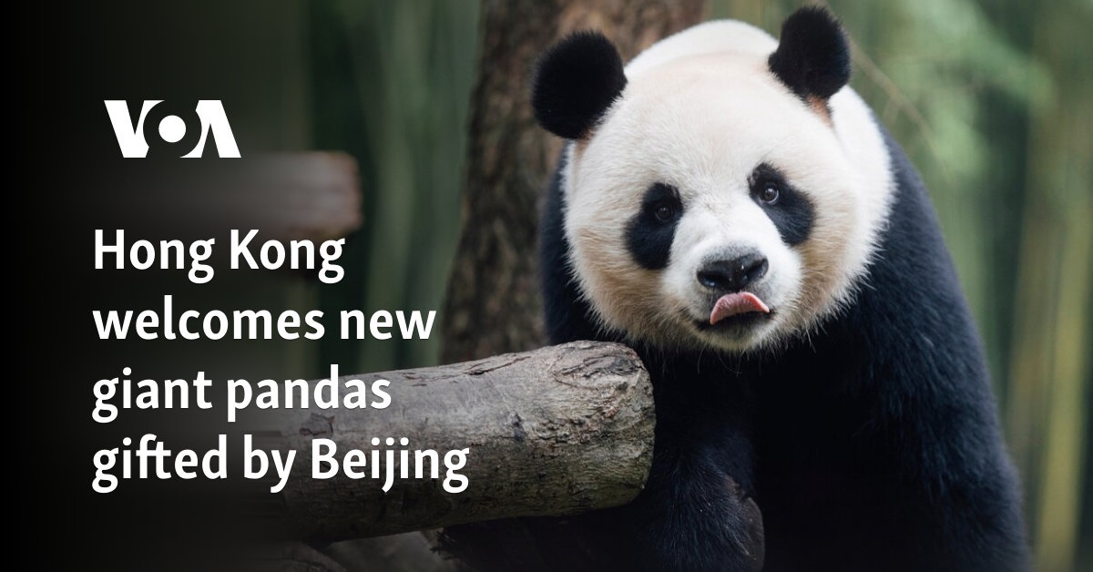 Hong Kong welcomes new giant pandas gifted by Beijing