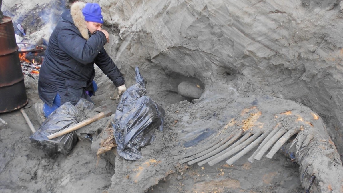 Woolly Mammoth Carcass Reveals Human Migration Secrets