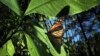 Mariposas Monarca corren el riesgo de desaparecer