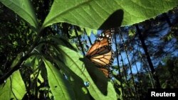 Estas mariposas de color negro y anaranjado se encuentran en todo el territorio estadounidense y en algunas zonas de México y Canadá.