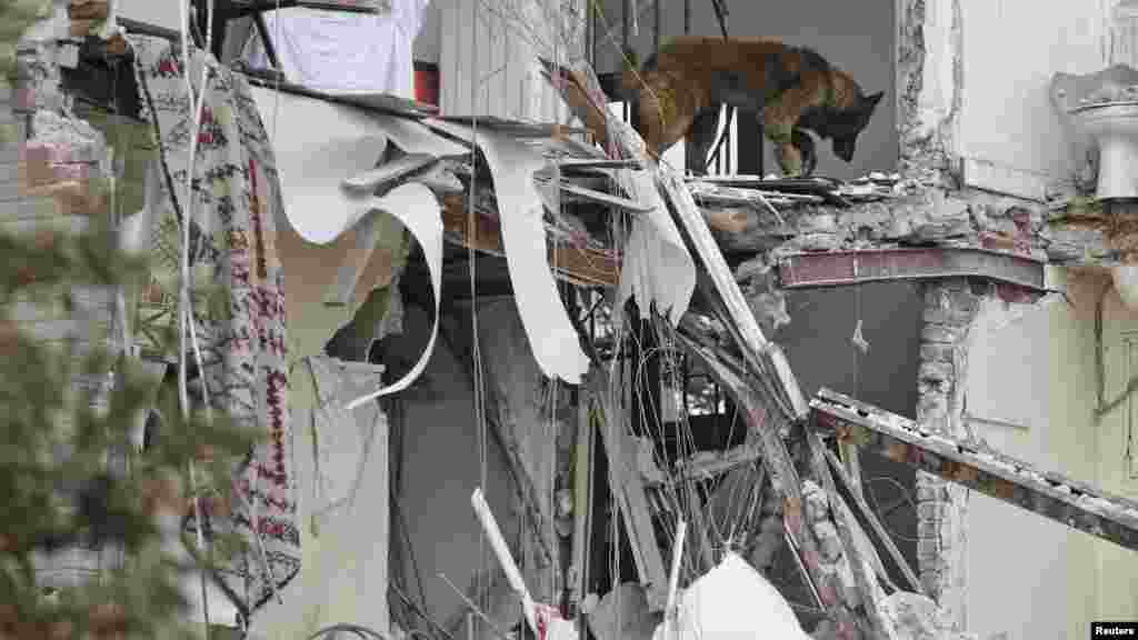 A French firefighter rescue dog searches the rubble of a collapsed building in Rosny-Sous-Bois, near Paris, Aug. 31, 2014. 