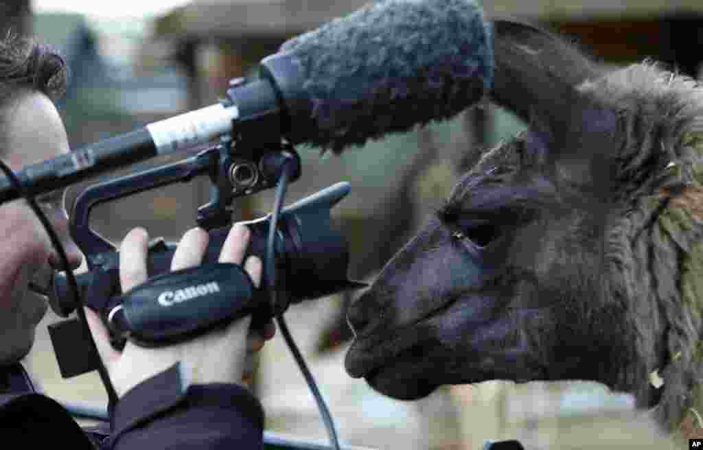 A television cameraman moves back as a llama investigates his lens during the annual stocktake press preview at London Zoo in Regents Park.