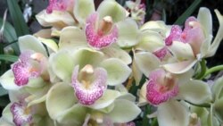 Orchids at the U.S. Botanic Garden near the Capitol building in Washington