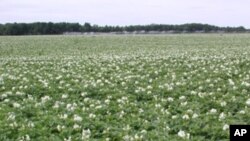 Plantação de batata na província da Huíla (Arquivo)