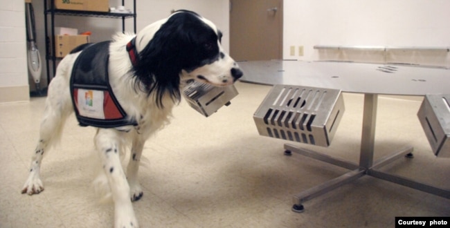 A cancer detection dog at the Penn Vet Working Dog Center sniffs samples on a stainless steel wheel. (Courtesy of Penn Vet Working Dog Center)