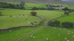 Մեծ Բրիտանիայում ոչխարաբույծները իրենց հոտերին հետևելու համար կարող են դիմել բարձր տեխնոլոգիաների օգնությանը