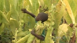 Sub-Saharan Africa's Dependence on Child Labor Affects Development