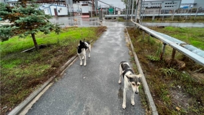Can the Survivor Dogs of Chernobyl Teach Humans New Tricks?