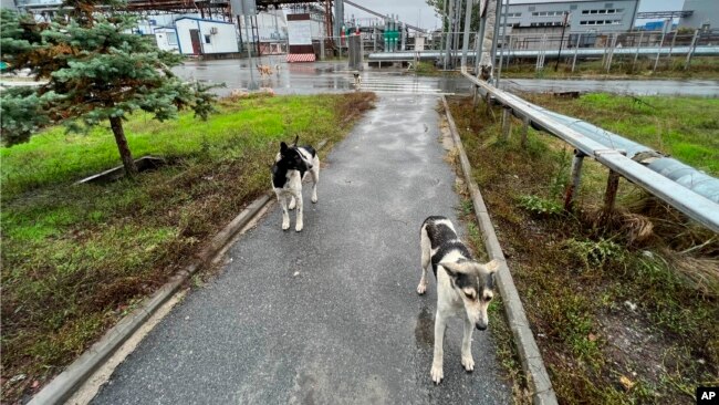 This photo taken by Timothy Mousseau shows dogs in the Chernobyl area of Ukraine on October 3, 2022. (Timothy Mousseau via AP)