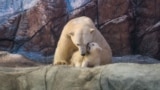 Polar bear Aurora is pictured next to its cub Nur at the Sao Paulo Aquarium in Sao Paulo, Brazil, Feb. 27, 2025. 