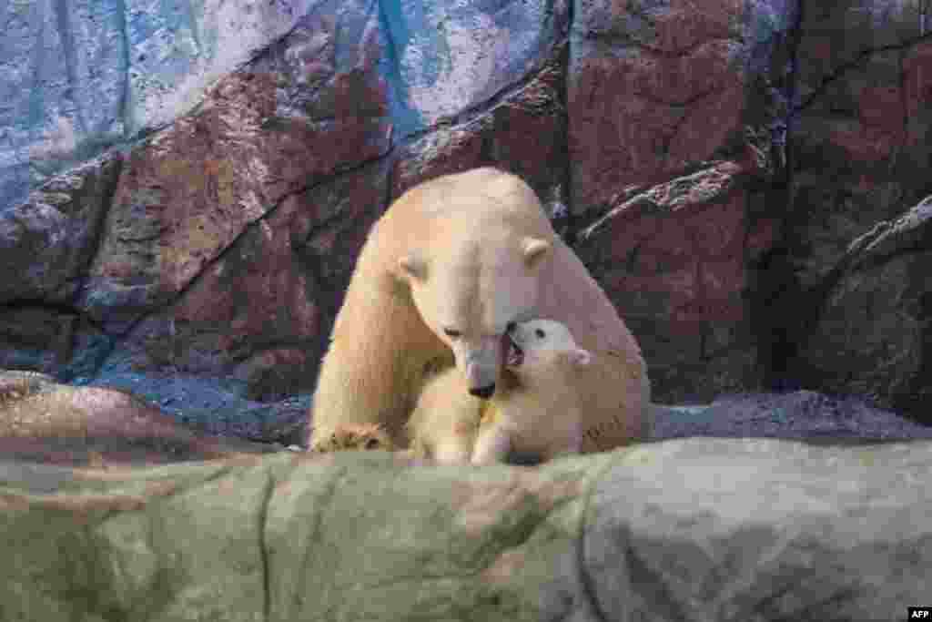 Polar bear Aurora is pictured next to its cub Nur at the Sao Paulo Aquarium in Sao Paulo, Brazil.