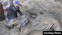 Researcher Sergey Gorbunov works on excavation of woolly mammoth carcass, eastern shore of Yenisei Bay, central Siberian Arctic (undated handout photo: Alexei Tikhonov, Russian Academy of Sciences).