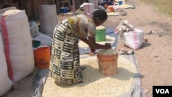 Farmers selling maize after harvest in Malawi's northern district of Karonga. (VOA / T. Kumwenda) 